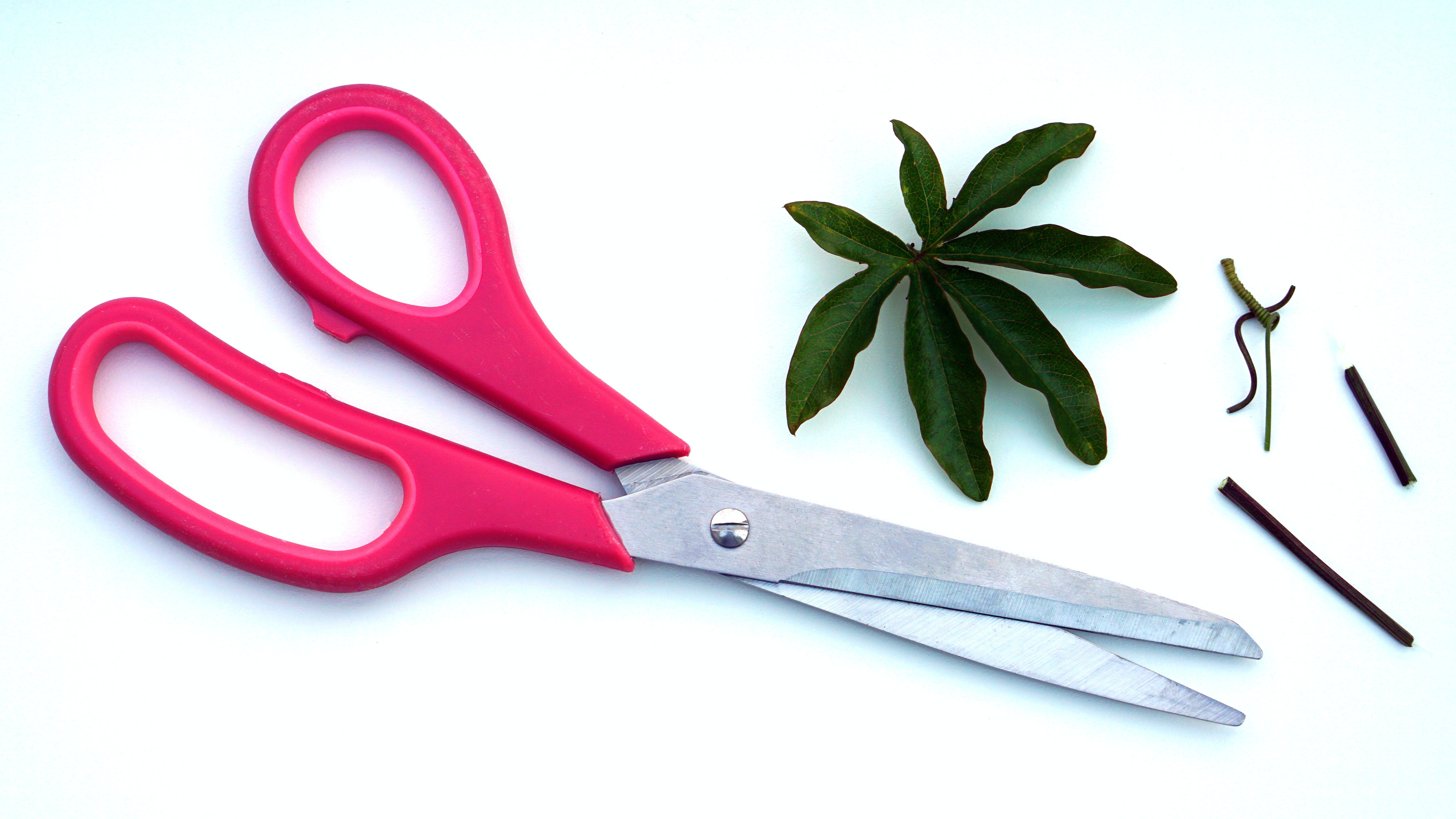 Scissors & Cutters – Paper Cart